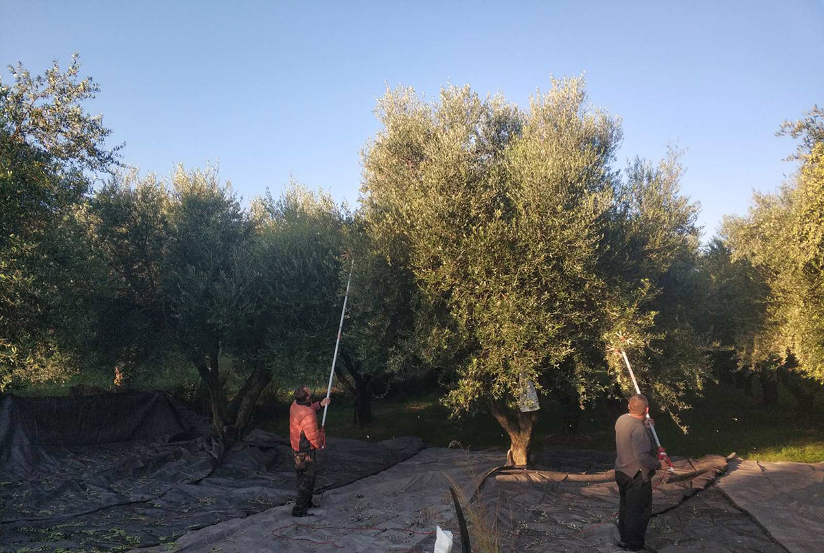 Συγκομιδή