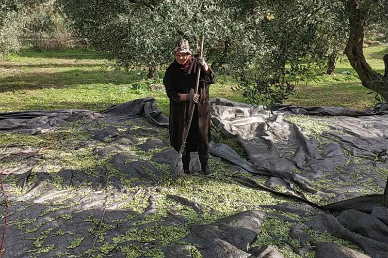 Συγκομιδή