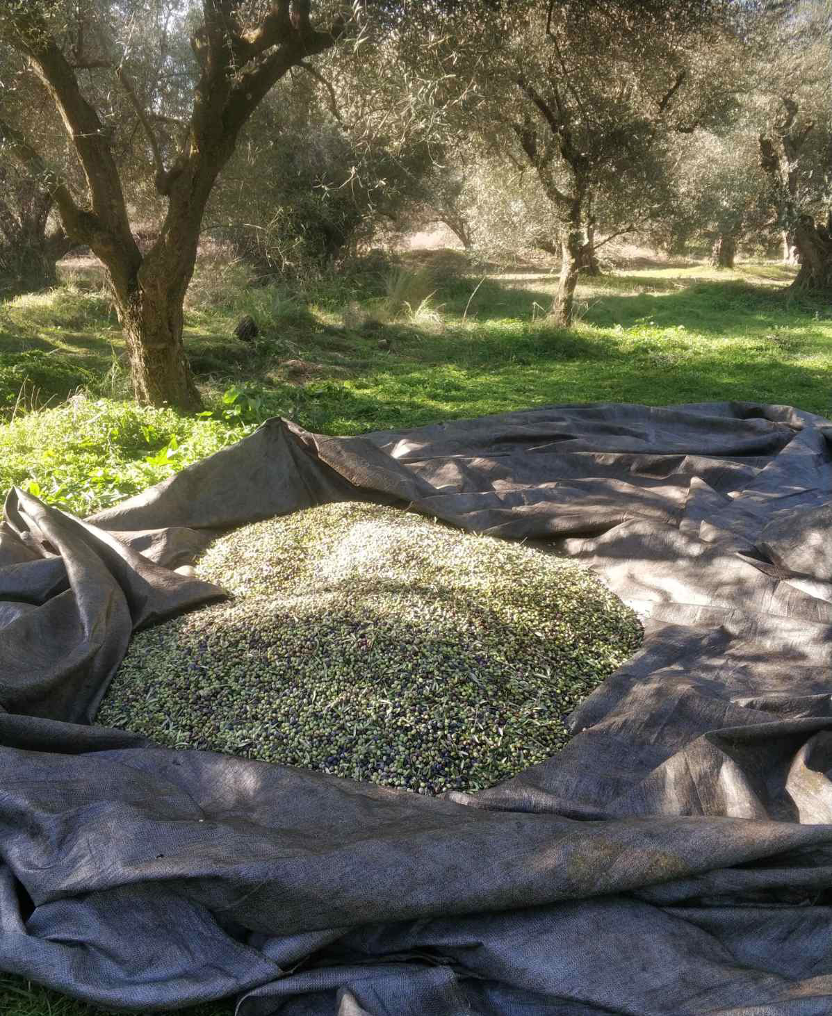 Συγκομιδή