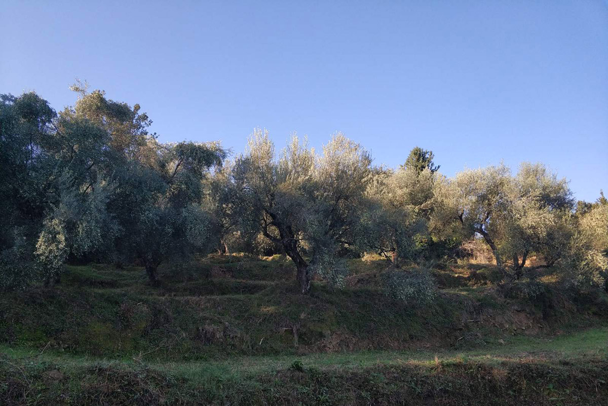 Δέντρα