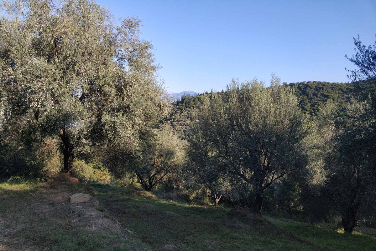 Δέντρα
