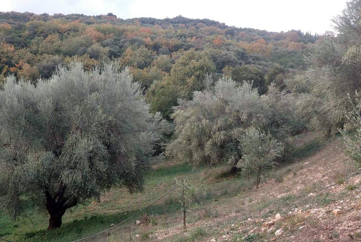 Δέντρα