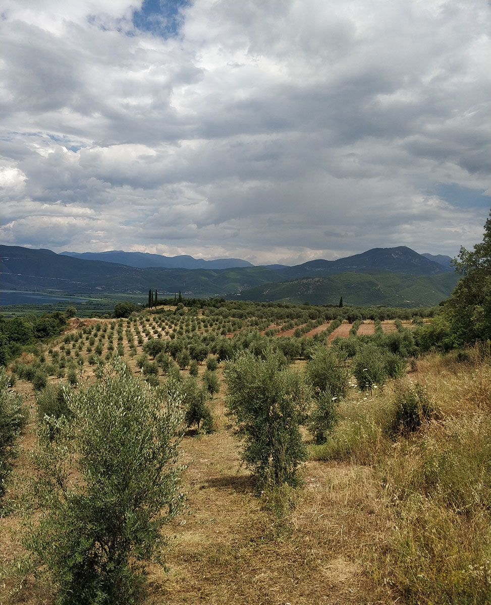Δέντρα